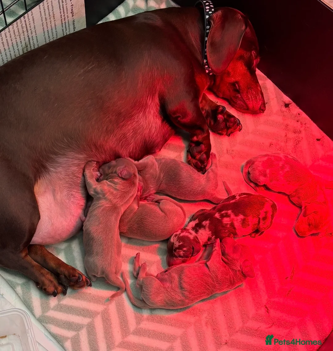 Dachshund dogs for sale: dachshund puppies  - Advert 6