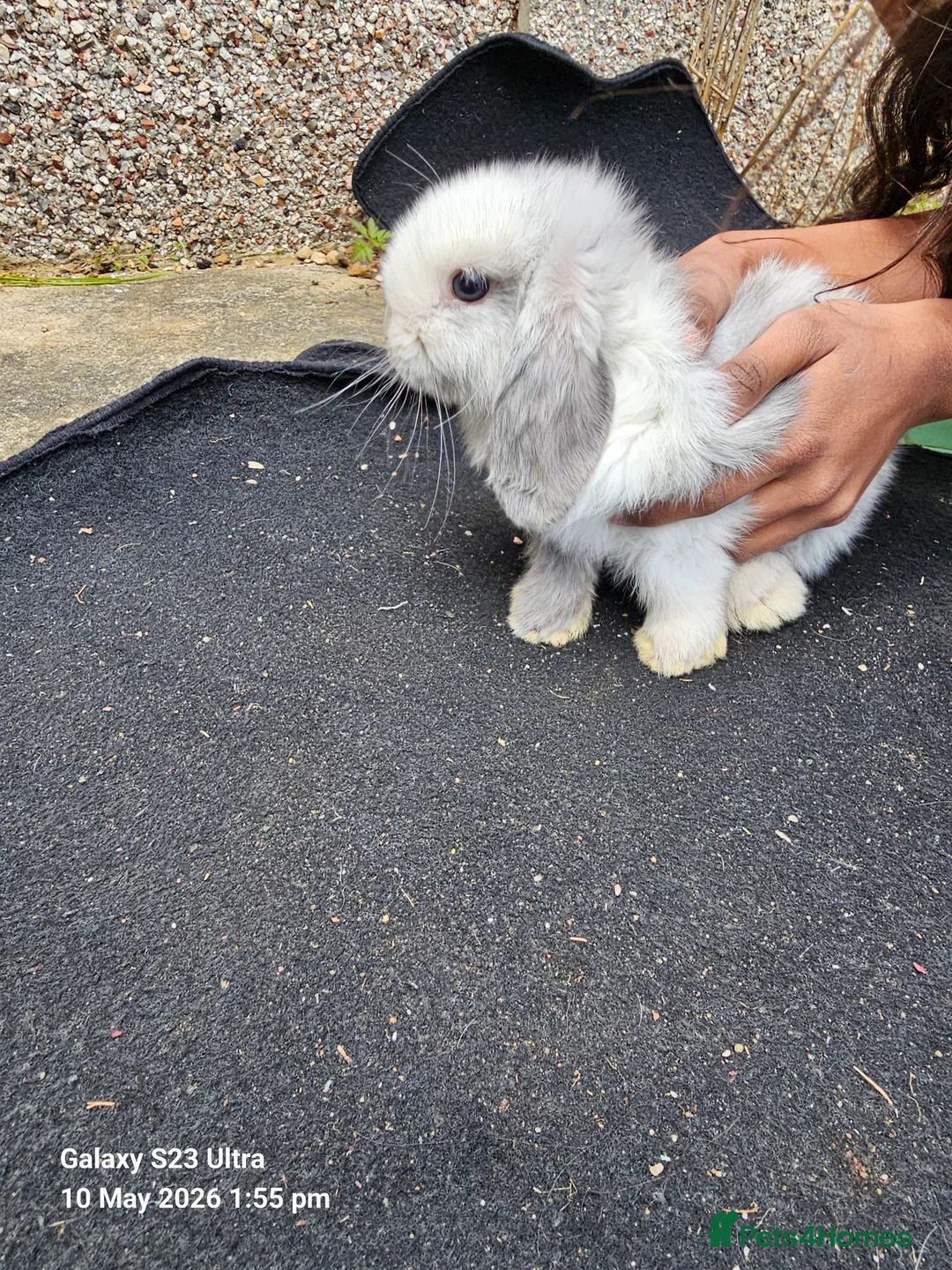 Mini Lop rabbits for sale: Mini lop rabbits in Banbury - Advert 7
