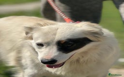 Mixed Breed dogs for adoption: HANNA - an Affectionate Girl for a Loving Home - Image 15