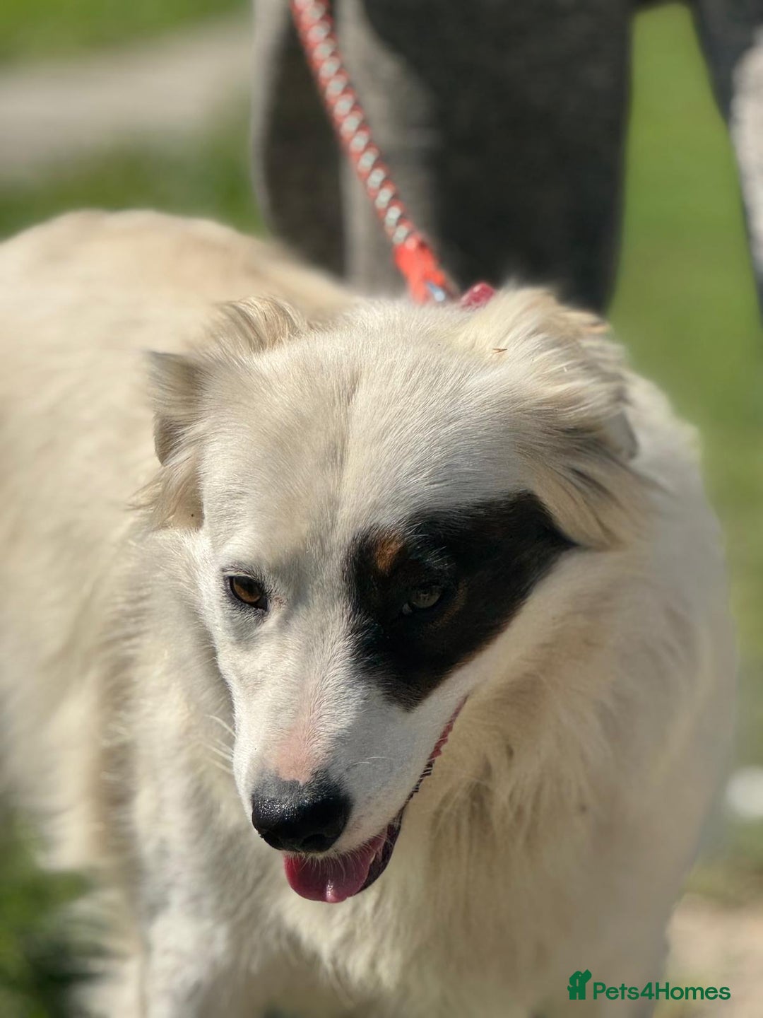 Mixed Breed dogs for adoption: HANNA - an Affectionate Girl for a Loving Home - Image 15