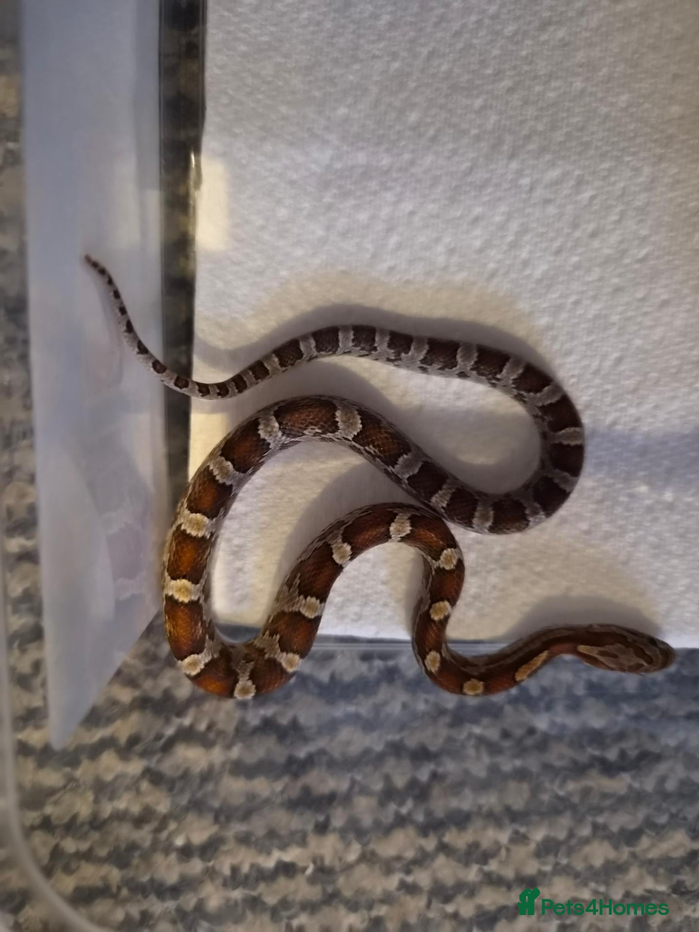 Corn Snake reptiles baby corn snakes - Advert 2