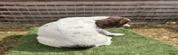 English Springer Spaniel dogs for sale: Male FTCh Sired ESS Puppy ready for forever homes - Advert 8