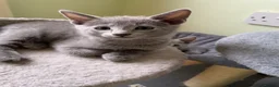 Russian Blue cats for sale: TICA 5* pedigree Russian blue kittens  - Advert 3