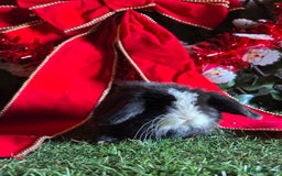 Mini Lop rabbits for sale: Pure mini lop babies  - Advert 5