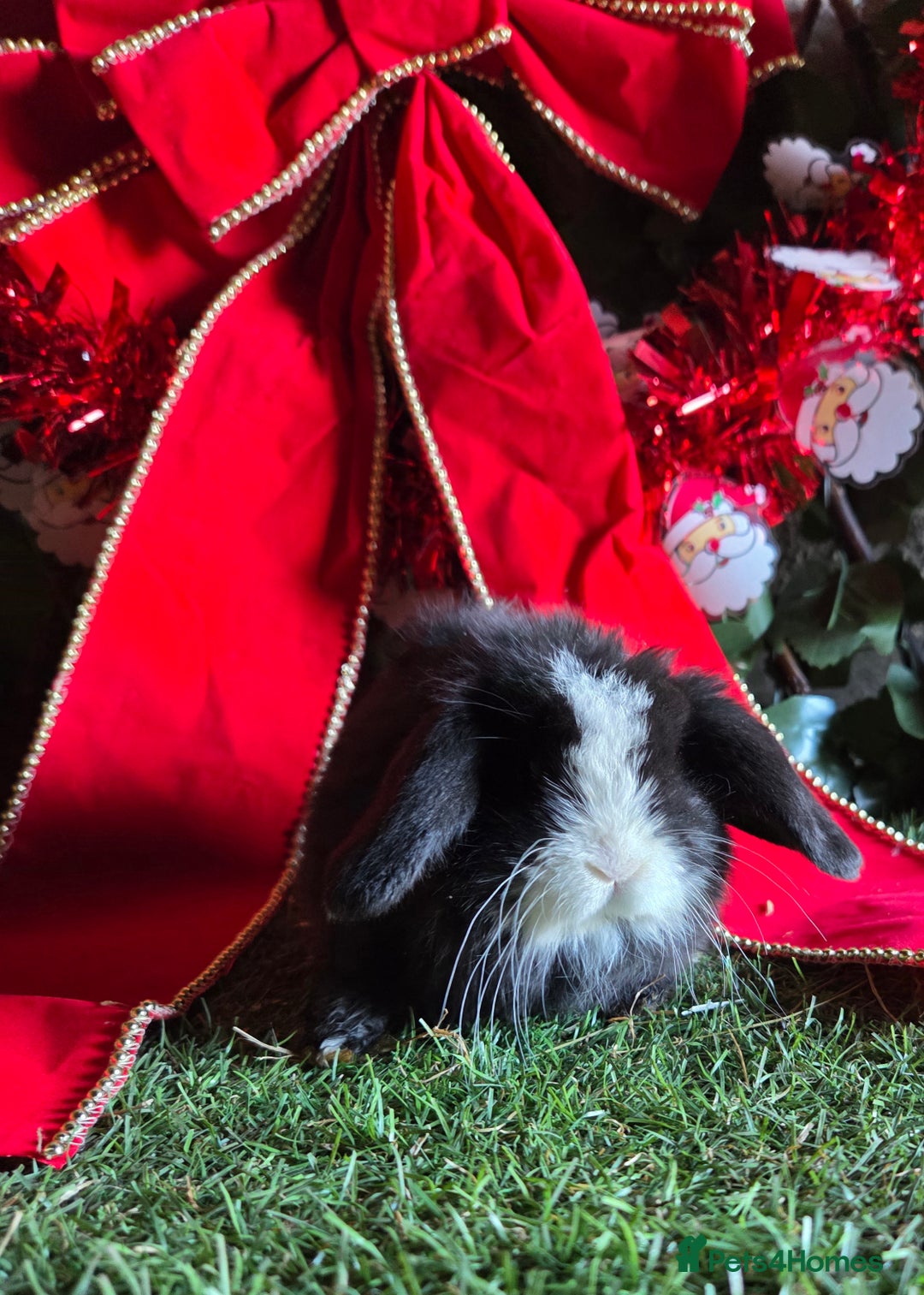 Mini Lop rabbits for sale: Pure mini lop babies  - Advert 5