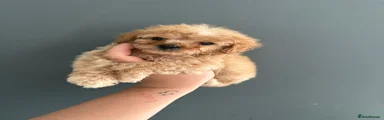Cavapoo Puppy 5