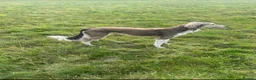Saluki dogs for sale: Saluki puppies 8 weeks old  in Chertsey - Advert 1
