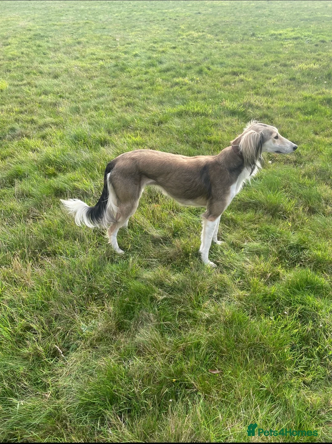 Saluki dogs for sale: Saluki puppies 8 weeks old  in Chertsey - Advert 1