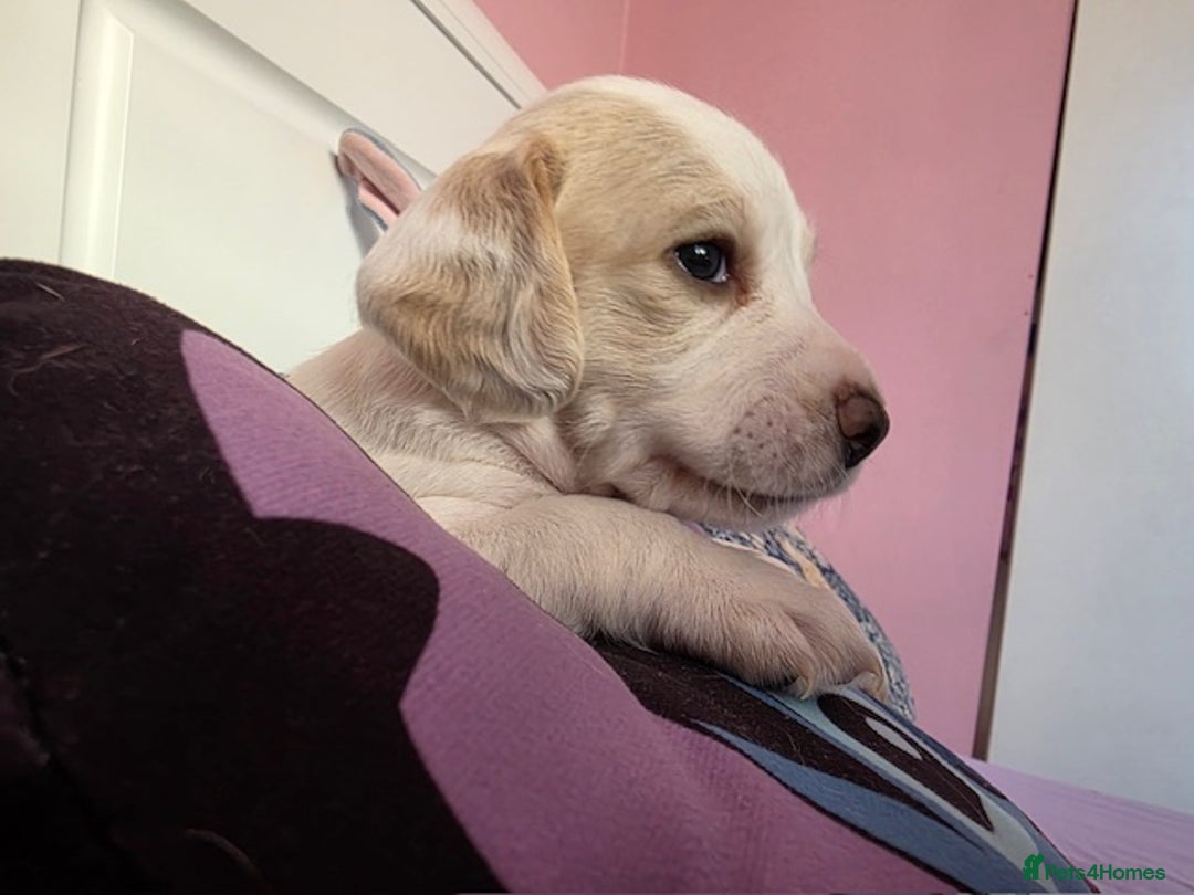 Mixed Breed dogs for sale: Cocker Spaniel Puppies – 4 Weeks Old - reserve now - Advert 11