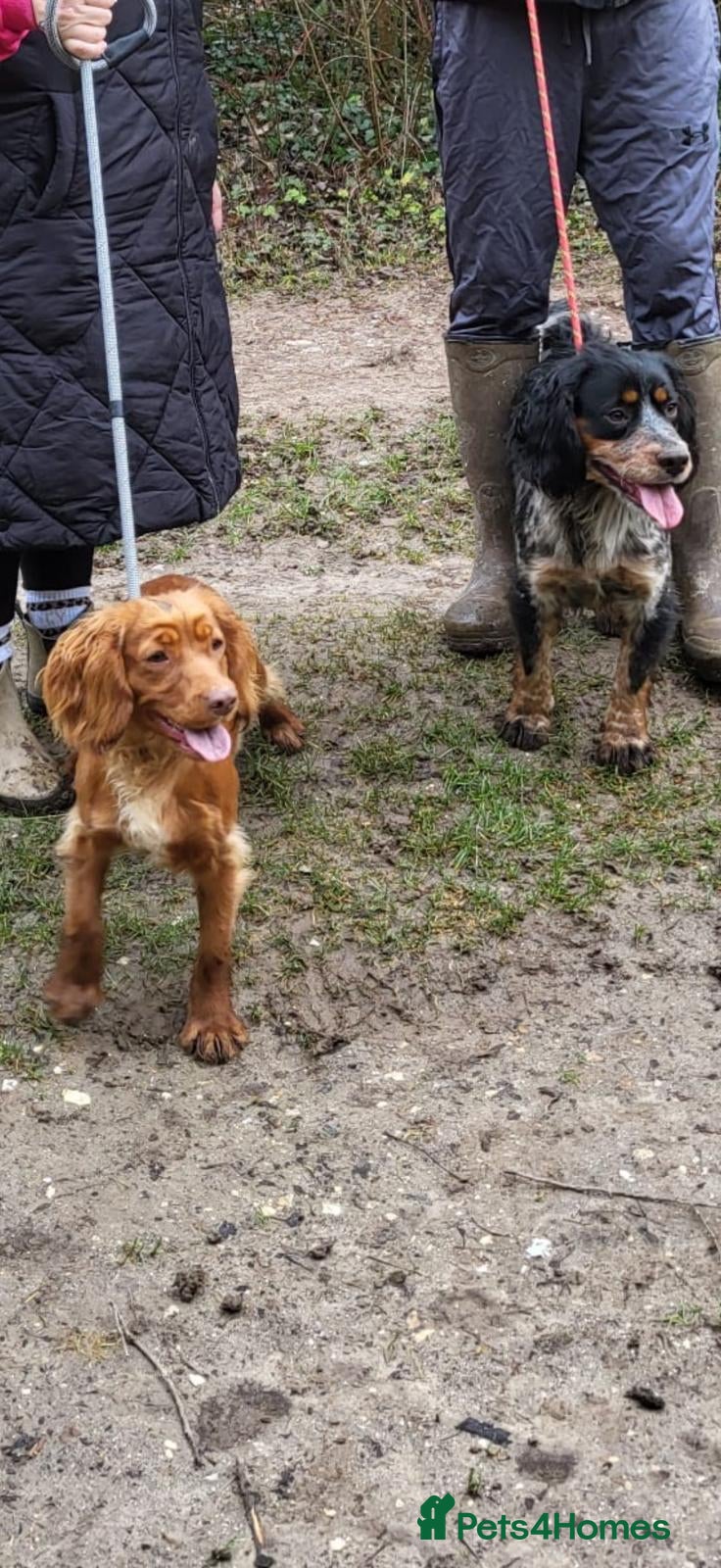 Cocker Spaniel dogs Working cocker spaniel  - Advert 1