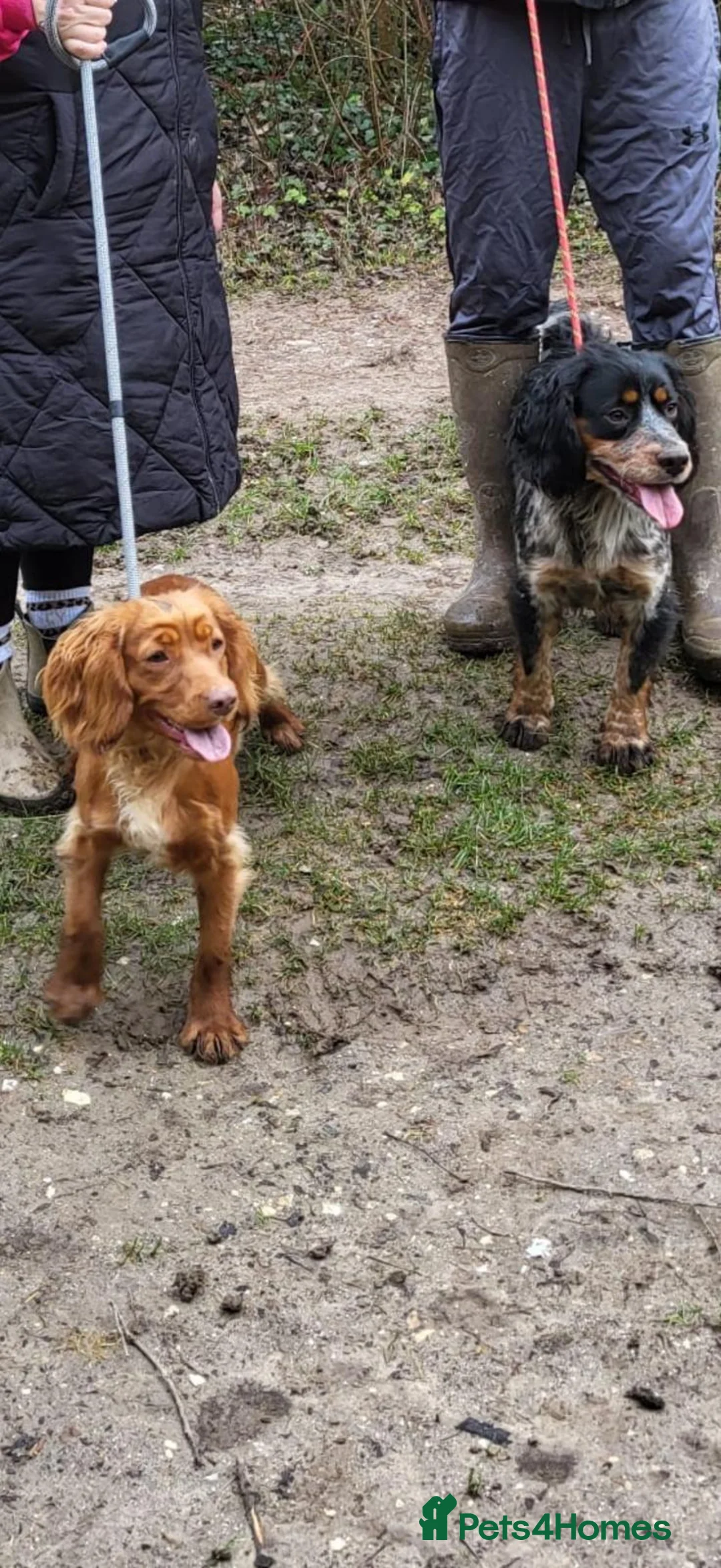Cocker Spaniel dogs for sale: Working cocker spaniel  - Advert 1