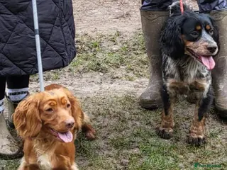 Cocker Spaniel dogs Working cocker spaniel - Advert 1