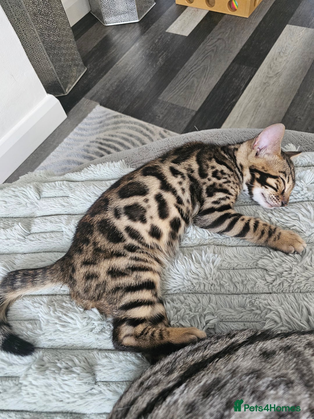 Bengal cats for sale: 3 HIGH QUALITY, PURE BLOODLINE BENGAL KITTENS  - Image 13