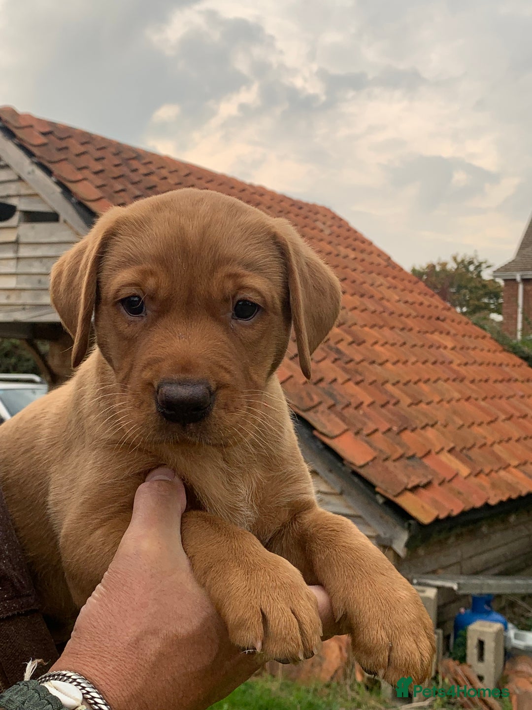 Labrador Retriever dogs for sale: Red Fox Labrador Puppies  - Image 2