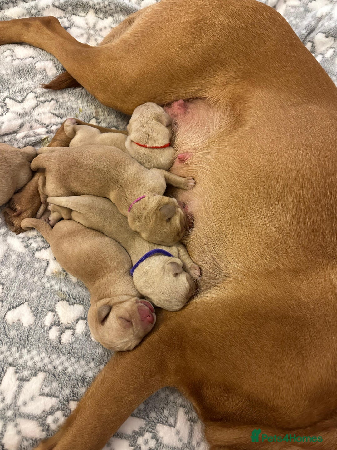Labrador Retriever dogs for sale: Beautiful Labrador pups for sale X3 girls X3 boys - Advert 3
