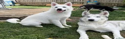 Siberian Husky dogs for sale: Beautiful White Husky Girl  - Advert 7