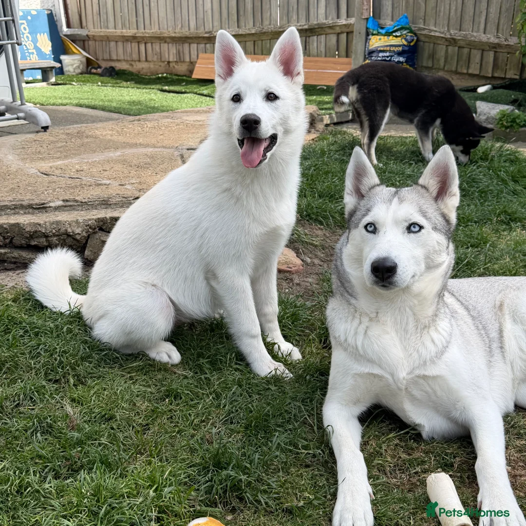 Siberian Husky dogs for sale: Beautiful White Husky Girl  - Advert 7