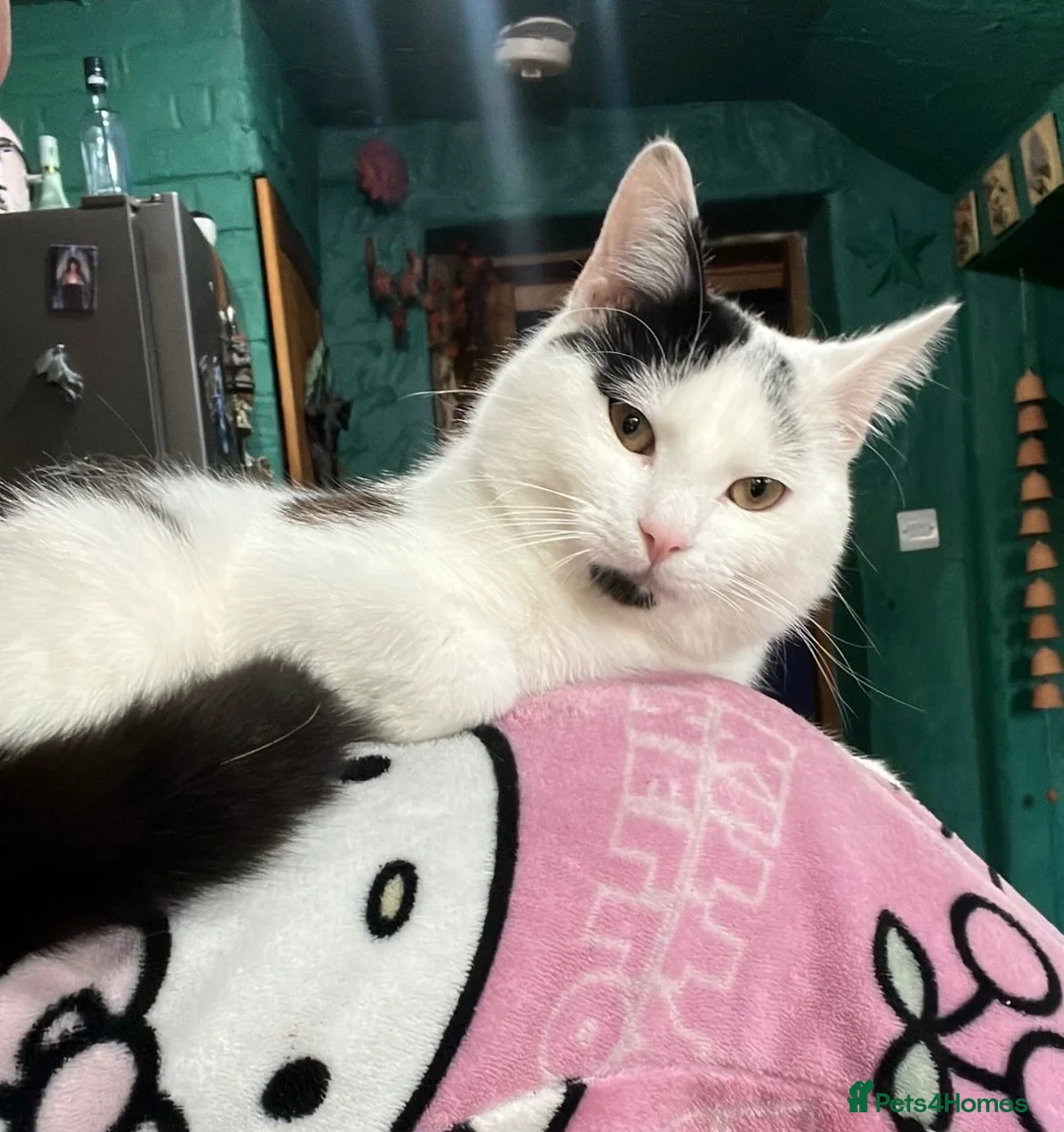 Mixed Breed cats for sale: Free 2 year old male to a good home in Newcastle upon Tyne - Advert 5