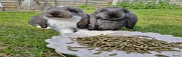 French Lop rabbits for sale: Selling 4 lovely pure French lop kits  - Advert 4