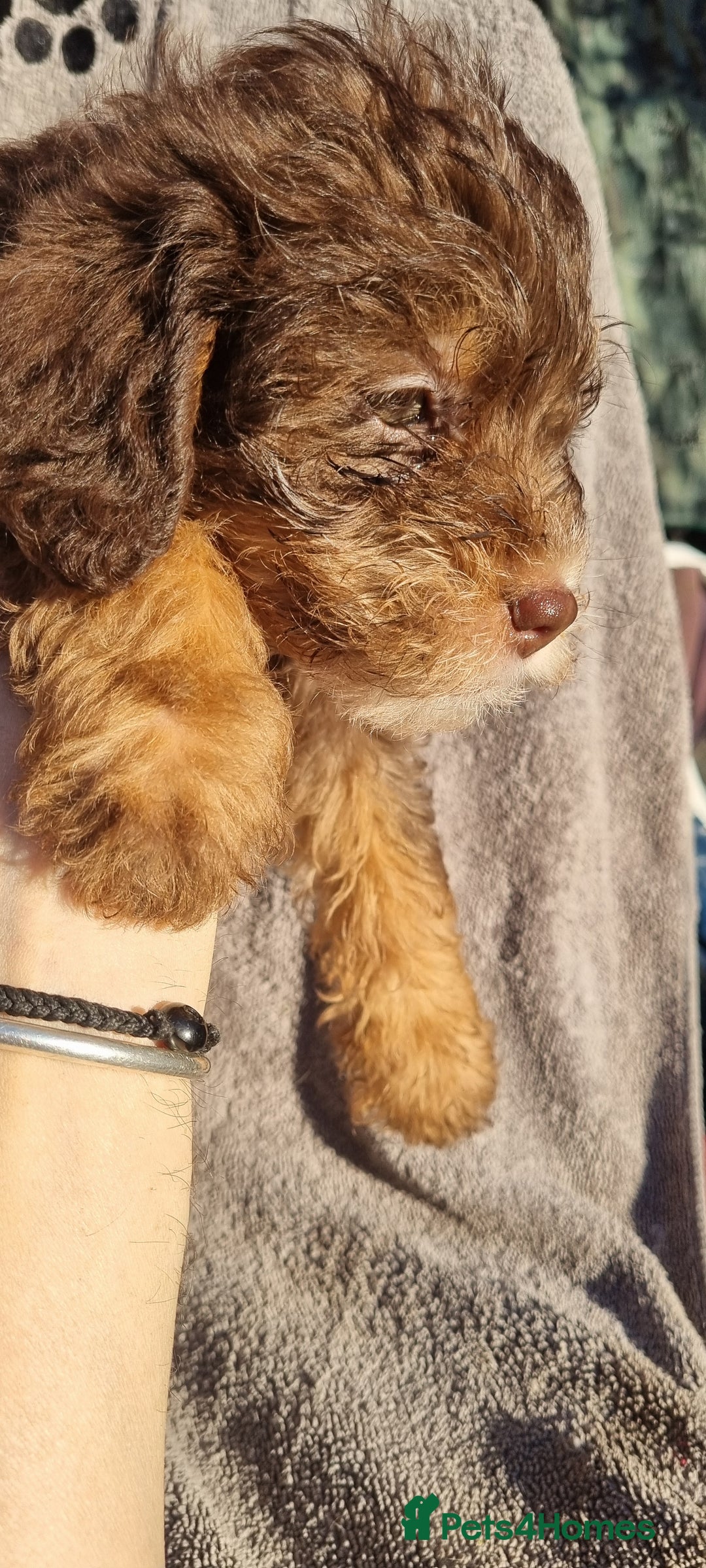 Westiepoo dogs for sale: WESTIEPOOS MAGiCAL X's SUPER SMOOTH SILKY n SOFT - Advert 23