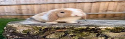 Mini Lop rabbits for sale: Mini lop Siblings  - Advert 11