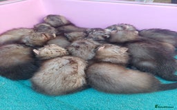 Ferret rodents for sale: Ferret kits are now ready to go  in Romford - Image 3