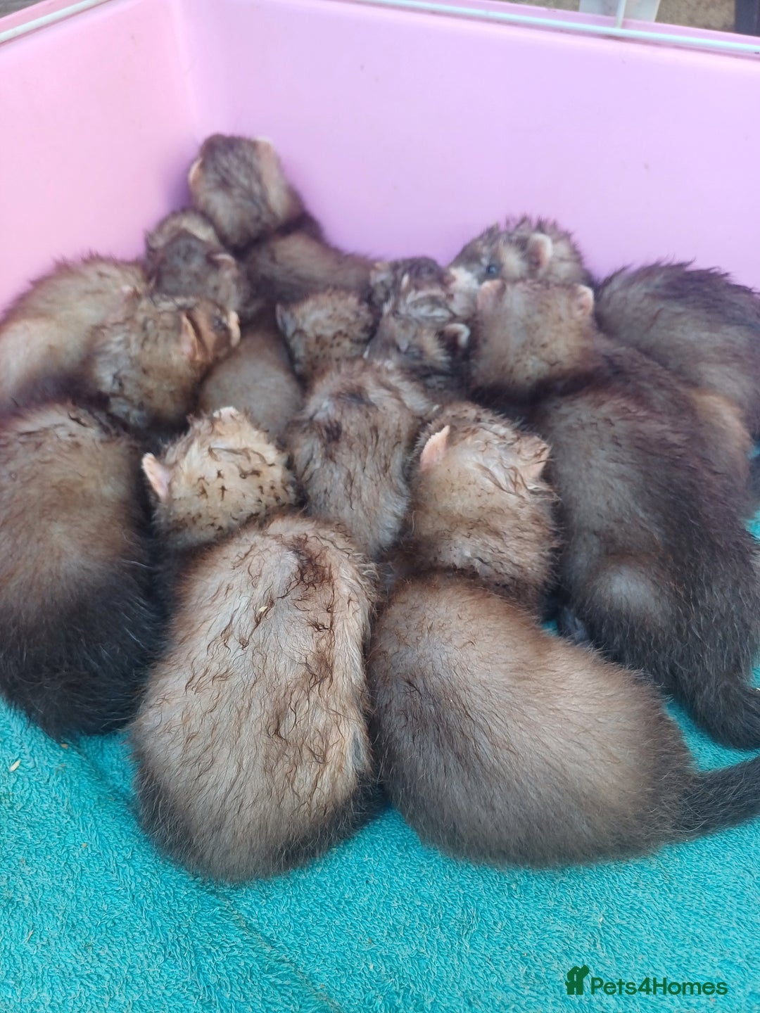 Ferret rodents for sale: Ferret kits are now ready to go  in Romford - Image 3