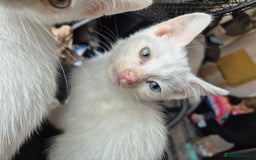 Turkish Van cats for sale: Two white kittens turkish Van - Image 2