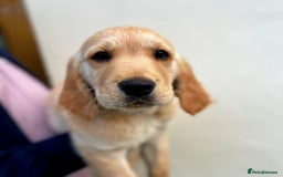 Golden Retriever dogs for sale: 🐾 KC Registered Golden Retriever Puppies 🐾 - Image 4
