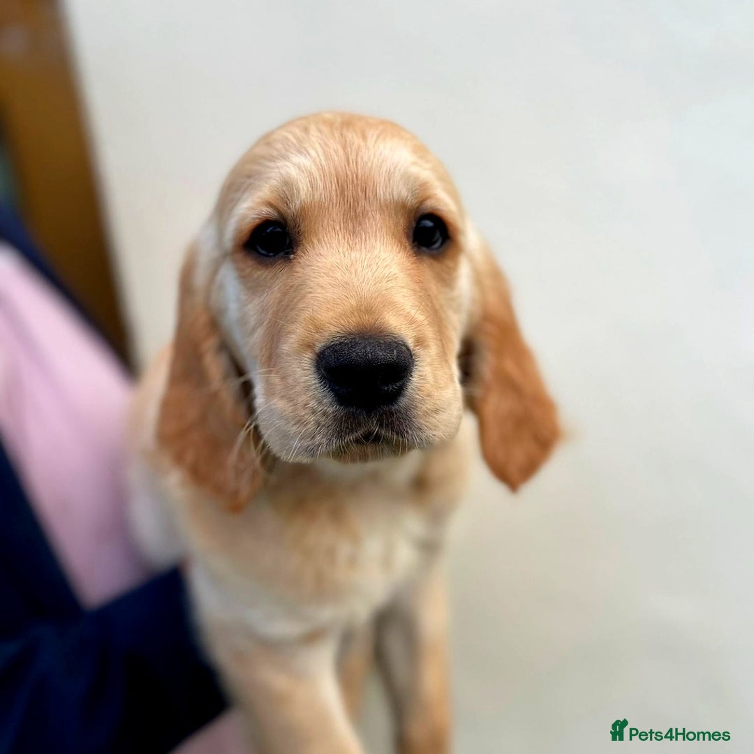 Golden Retriever dogs for sale: 🐾 KC Registered Golden Retriever Puppies 🐾 - Image 4