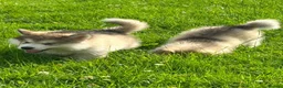Alaskan Malamute dogs for sale: KC Reg Alaskan Malamute Puppies - Advert 12