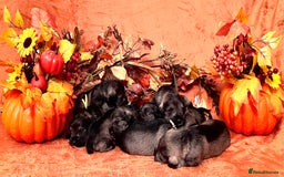 Miniature Schnauzer dogs for sale: 5th generation pedigree miniature schnauzer  - Image 9