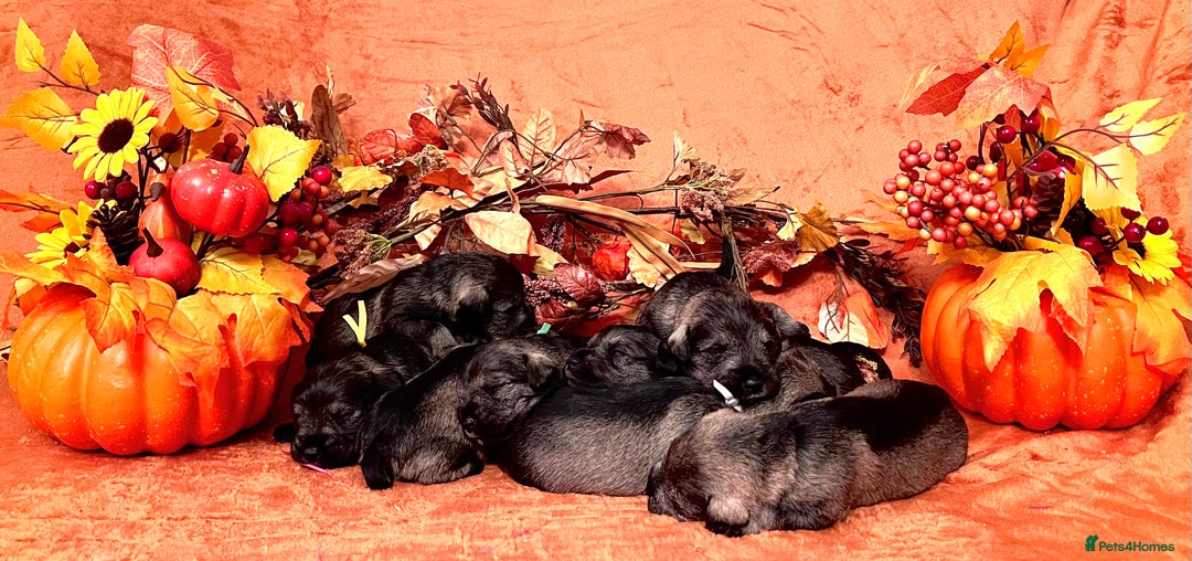 Miniature Schnauzer dogs for sale: 5th generation pedigree miniature schnauzer  - Image 9