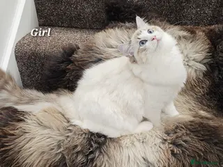 Ragdoll cats Beautifl Girl ACTIVE GCCF - Advert 15