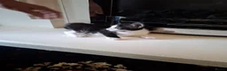 Mixed Breed cats for sale: Mixed Bengal Kittens in Pinner - Advert 5