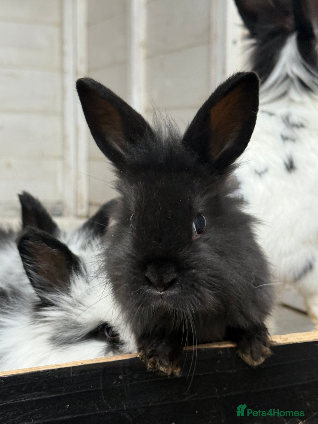 Angora rabbits for sale: Angora x bunnies 8 weeks old  - Advert 6