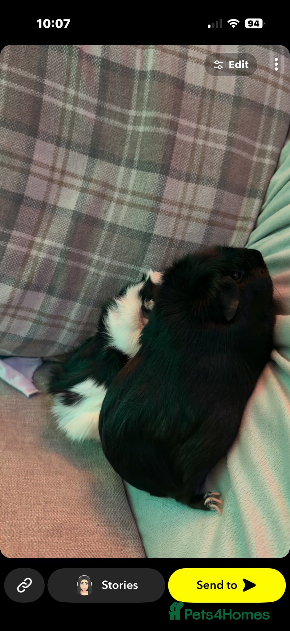 Guinea Pig rodents 2 female guinnipigs  - Advert 1