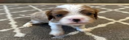 Cavalier King Charles Spaniel dogs for sale: Cavalier King Charles Pups - Advert 7