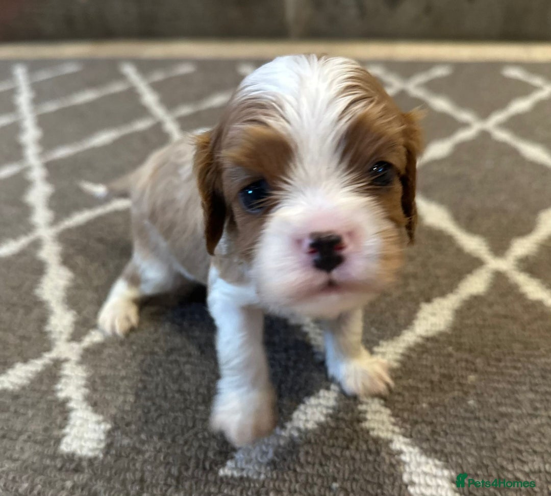 Cavalier King Charles Spaniel dogs for sale: Cavalier King Charles Pups - Advert 7