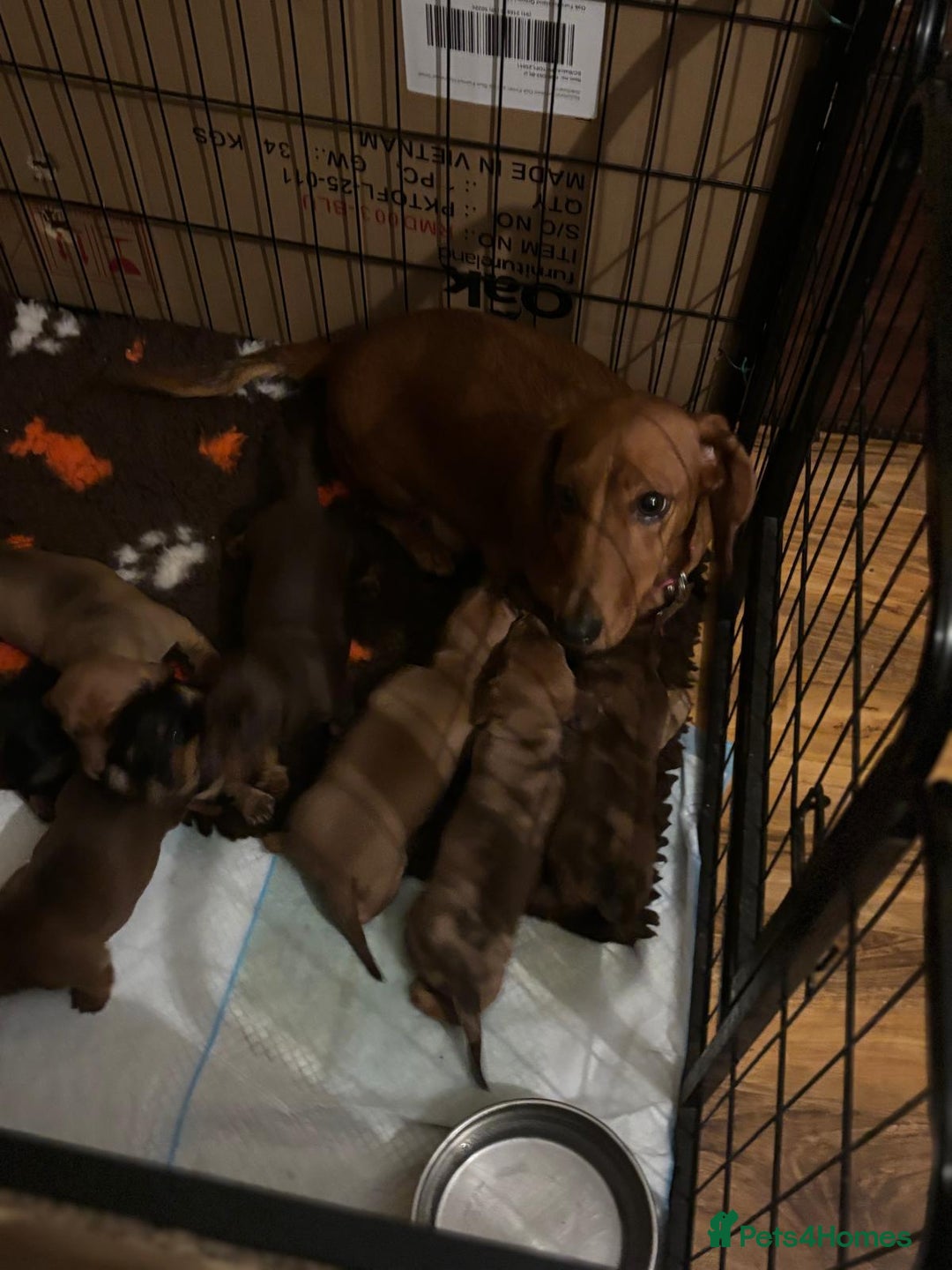 Dachshund dogs for sale: Miniature Smooth Haired Dachshunds  - Advert 24