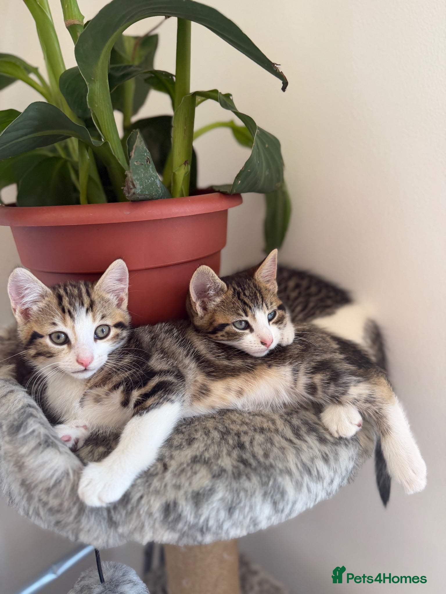 Mixed Breed cats Cute cats  - Advert 1