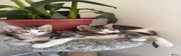 Mixed Breed cats for sale: Cute cats  - Advert 1