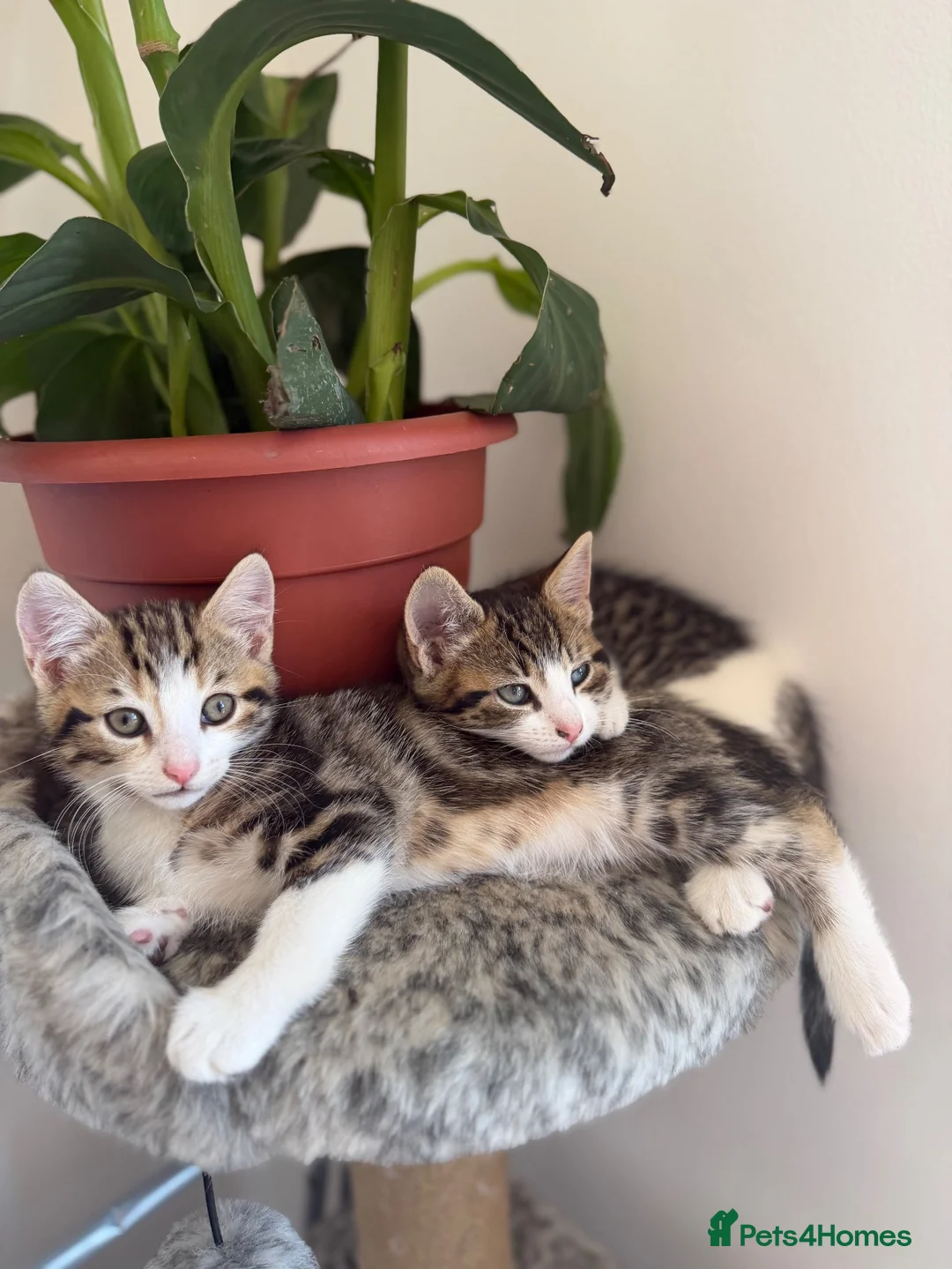 Mixed Breed cats for sale: Cute cats  - Advert 1