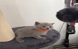 British Shorthair cats for sale: Blue British shorthair  - Image 10