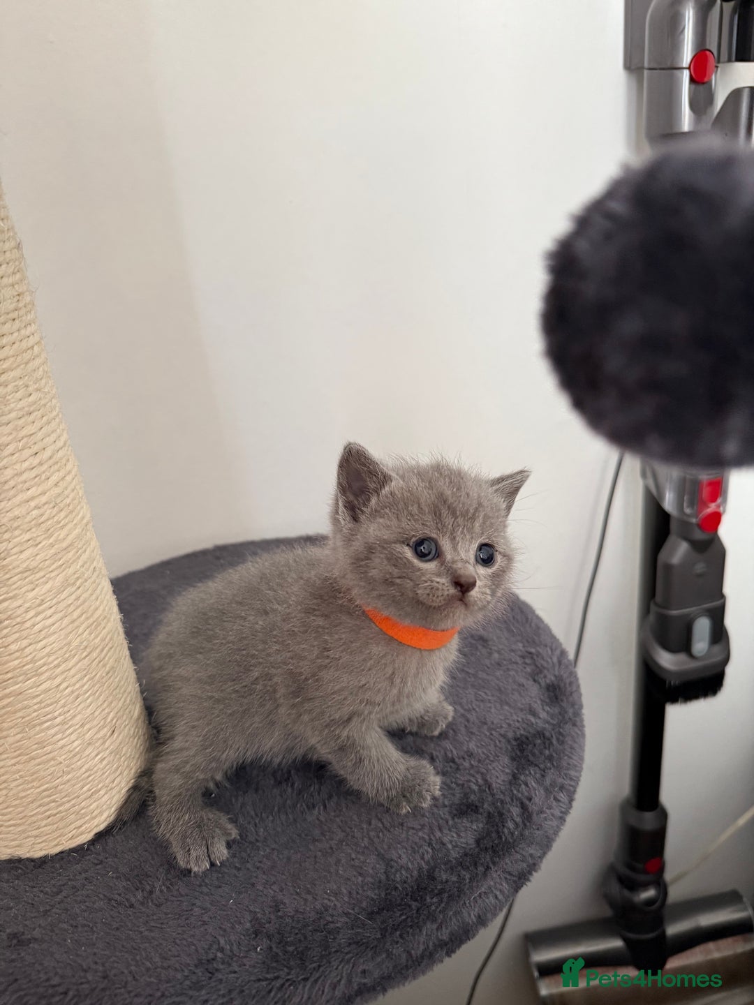 British Shorthair cats for sale: Blue British shorthair  - Image 10