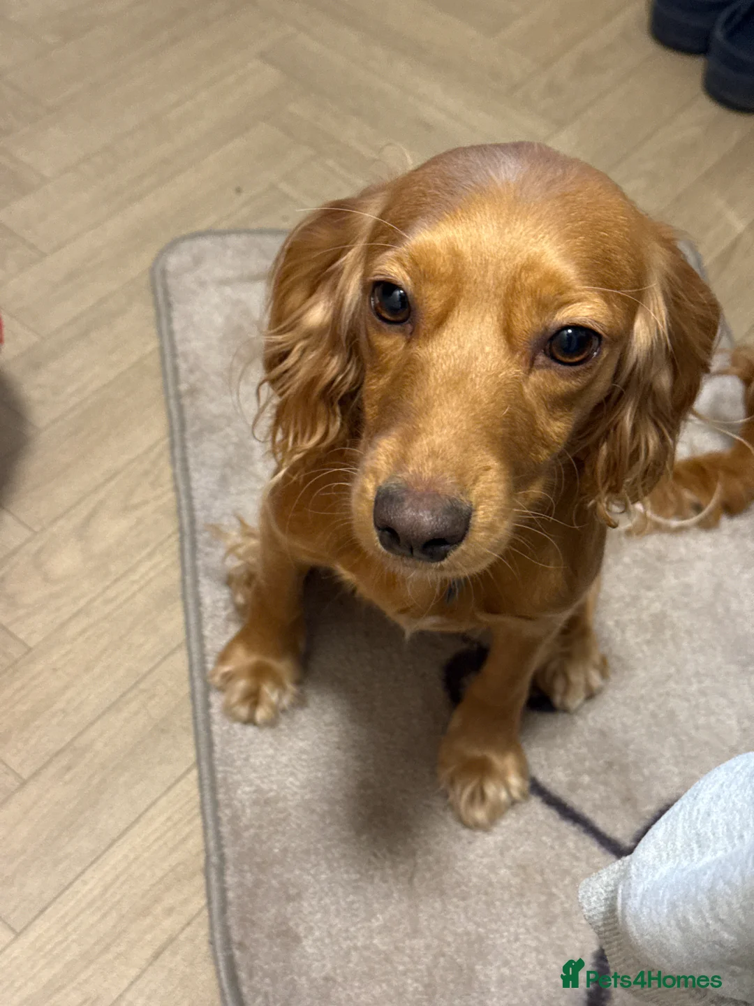 Cocker Spaniel dogs for sale: Loving Cocker Spaniel  - Advert 8