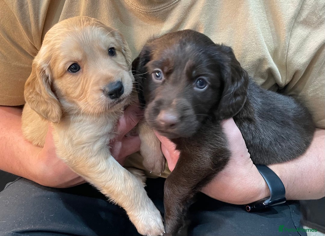 Mixed Breed dogs for sale: Cocker gold maraner - Image 3