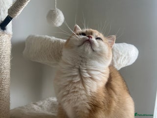 British Shorthair cats - Advert 1