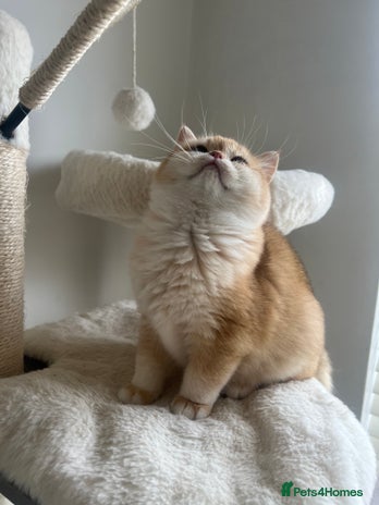 British Shorthair cats - Advert 1