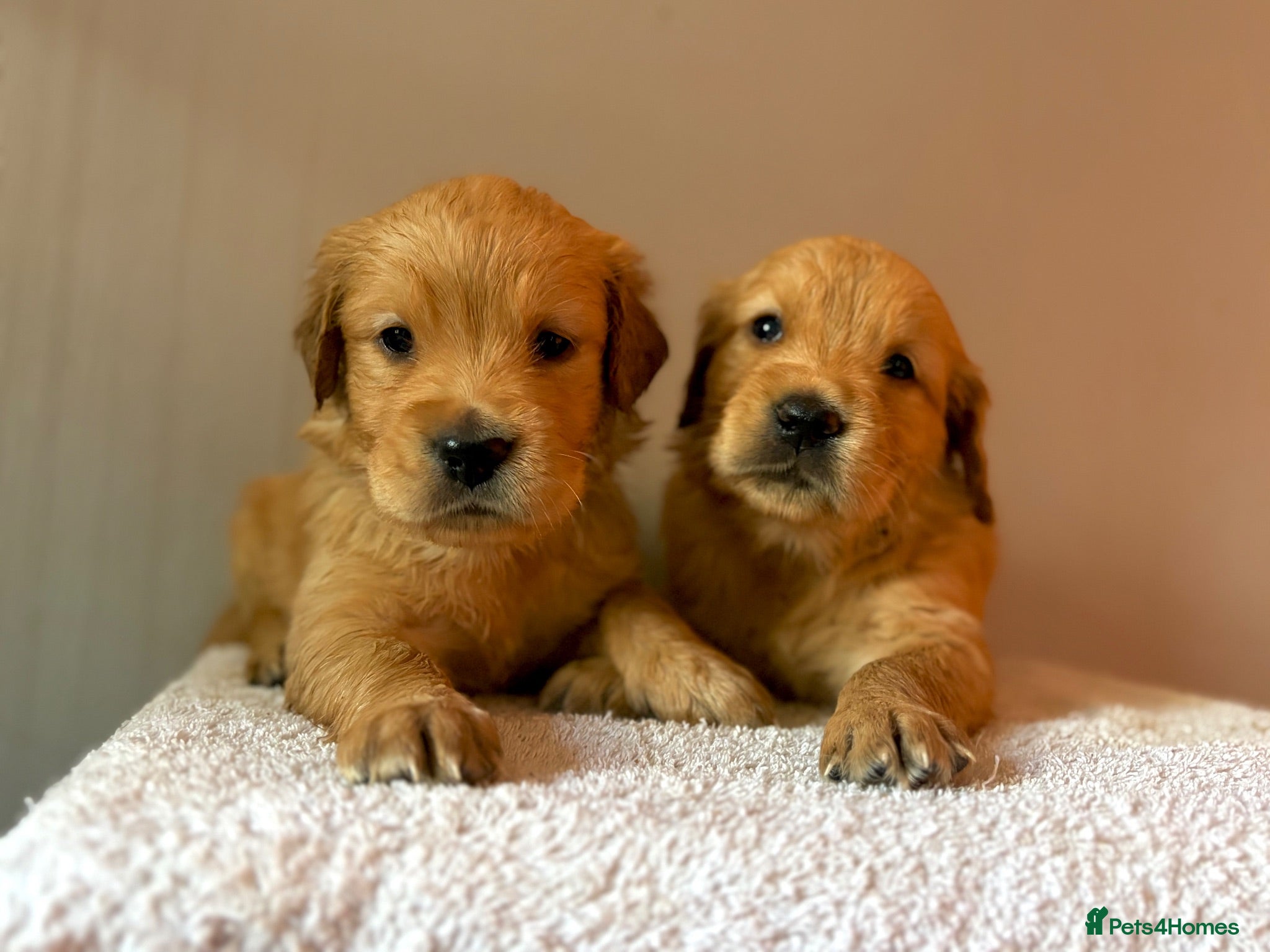 Golden Retriever dogs Fox Red, KC,  Extensively Health Tested Pups - Advert 1